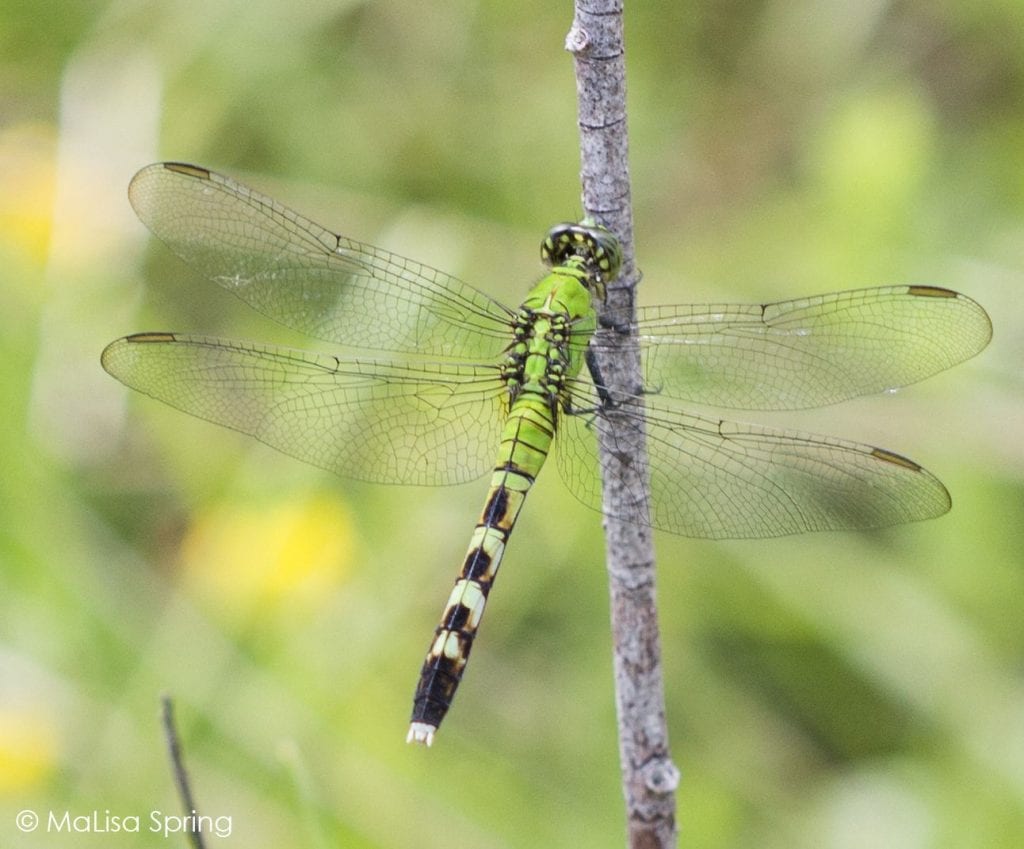 Eastern Pondhawk